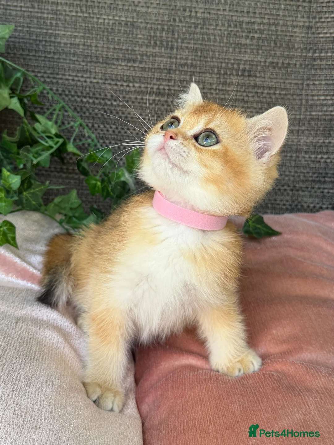 British Shorthair cats for sale: British Shorthair golden kittens GCCF  - Advert 2
