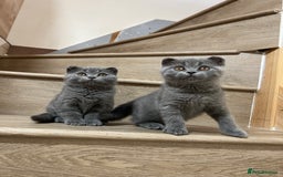 British Shorthair cats for sale: British shorthair kittens  - Image 2