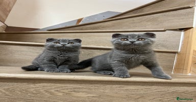 British Shorthair cats - Advert 6