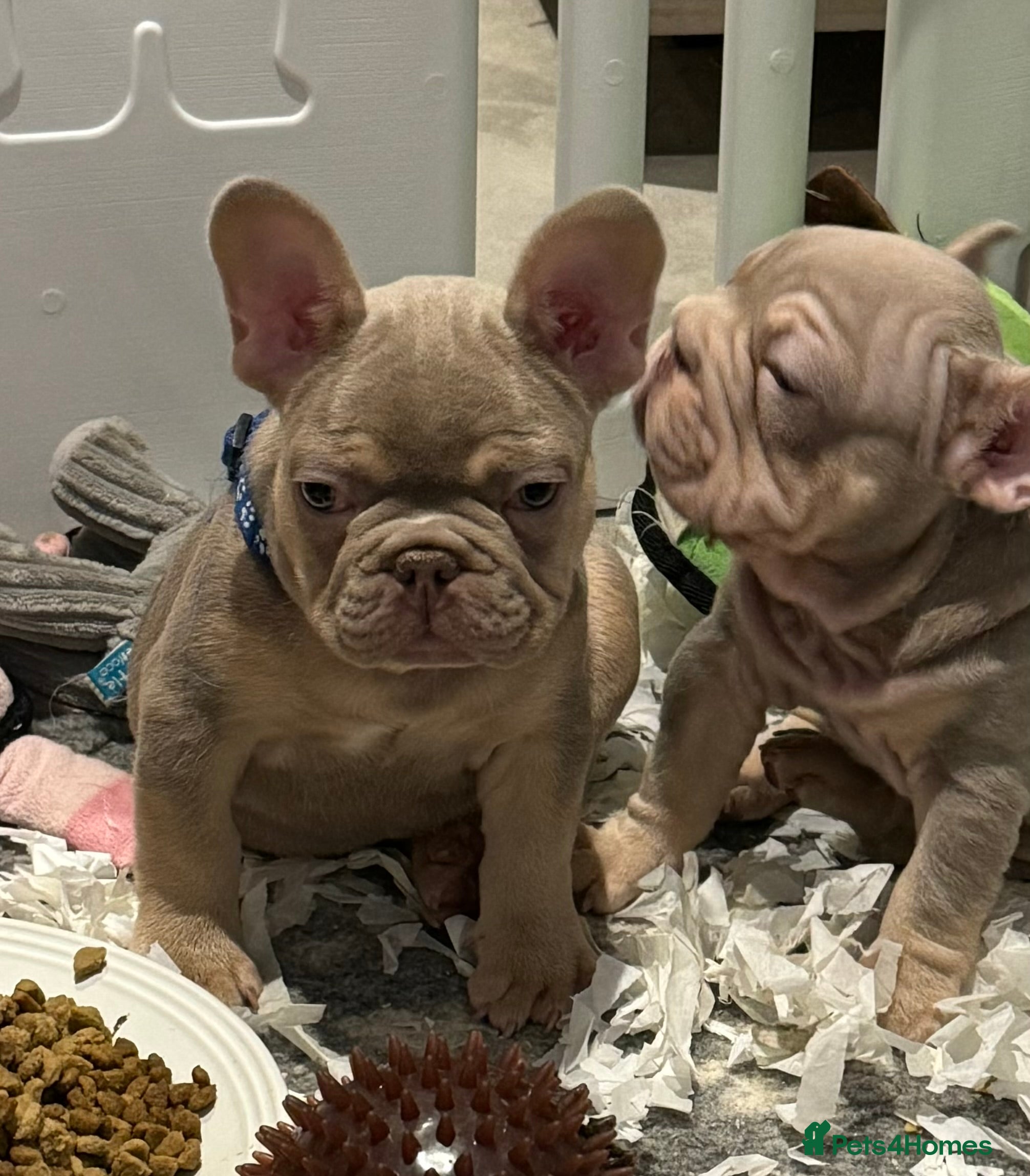 French Bulldog dogs Two quality boys left  - Advert 16