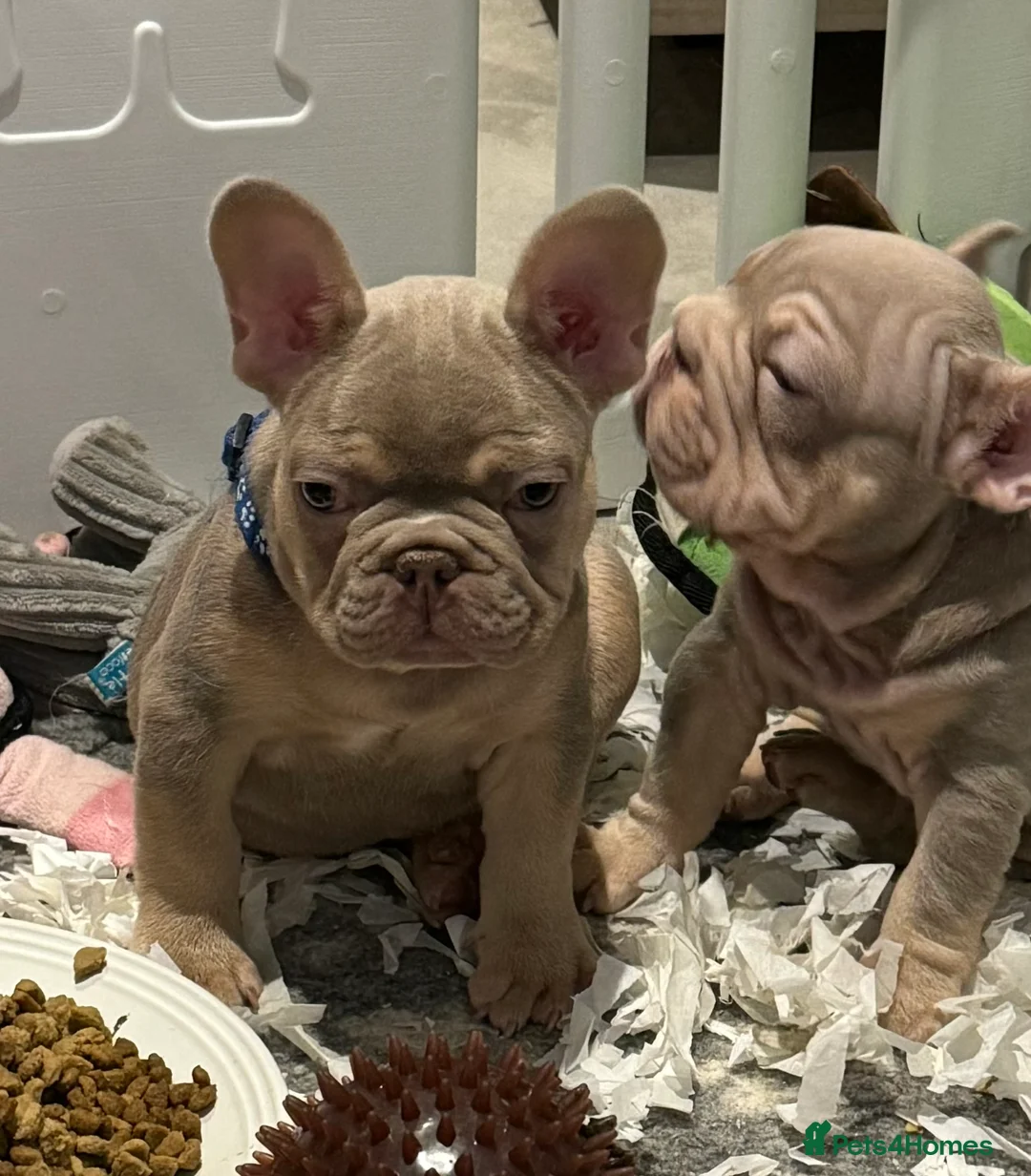 French Bulldog dogs for sale: Last beautiful boy  - Advert 2