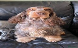Cocker Spaniel dogs for sale: KC Chocolate & Tan Show Cocker Spaniel  - Image 2