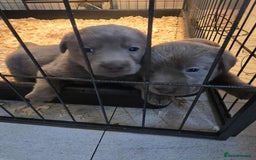 Labrador Retriever dogs for sale: Stunning silver Labradors  - Image 9