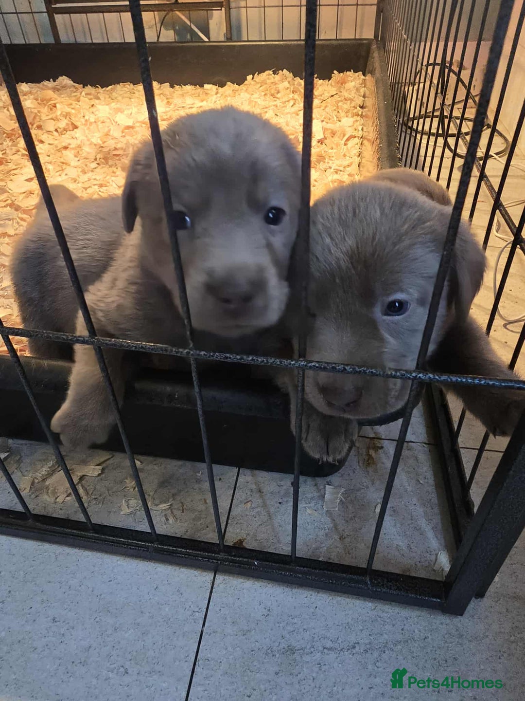 Labrador Retriever dogs for sale: Stunning silver Labradors  - Image 9