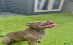 Staffordshire Bull Terrier dogs for sale: Blue Staffordshire Bull Terrier Champion Pups  - Image 14