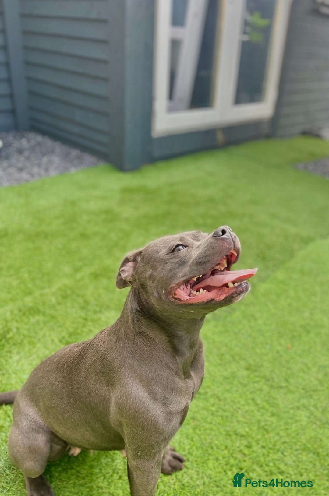 Staffordshire Bull Terrier dogs for sale: Blue Staffordshire Bull Terrier Champion Pups  - Image 14