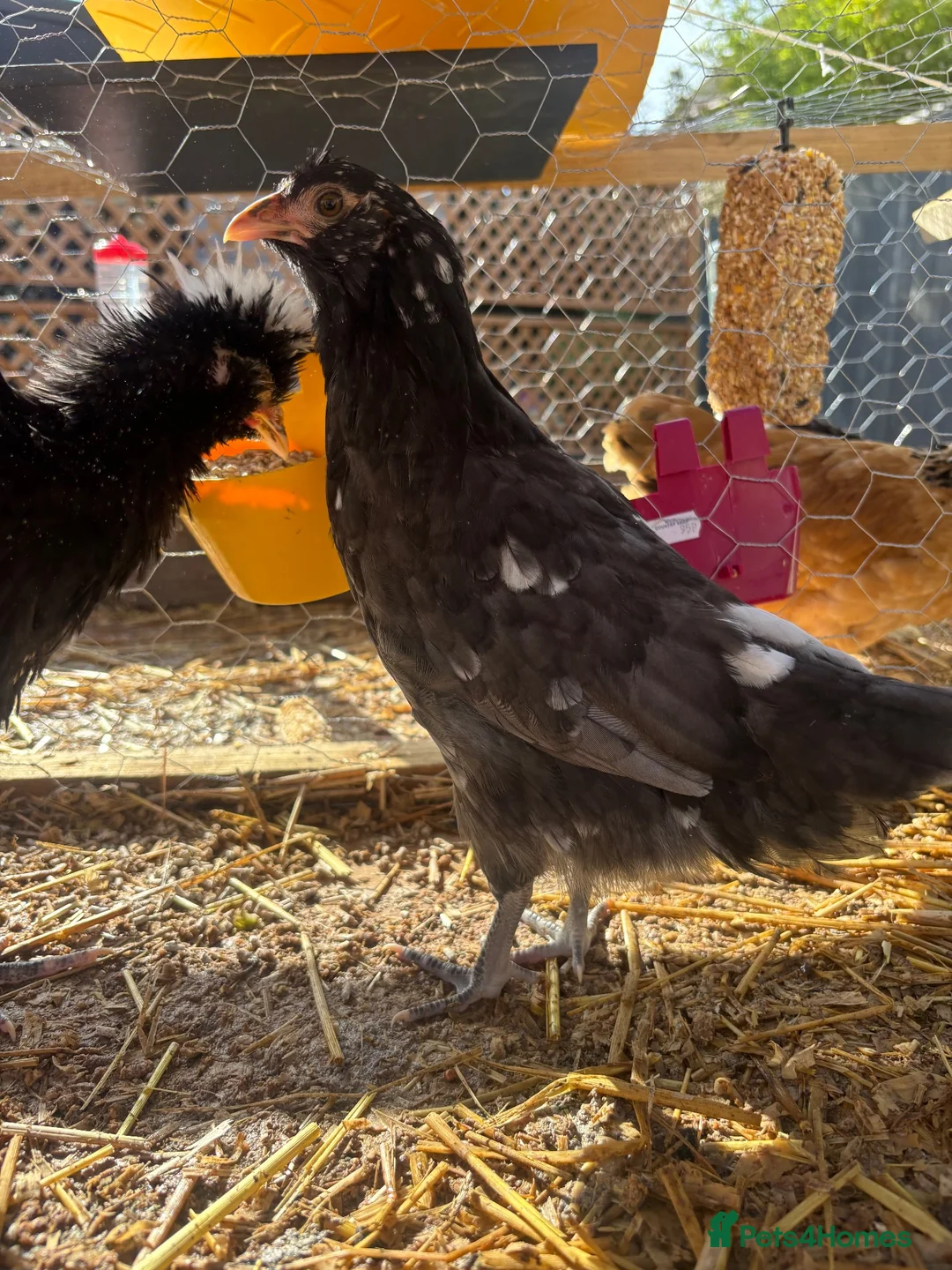 Chickens poultry for sale: 2 Polish Frizzle Bantams & 1 Mottled Java (assumed - Advert 6