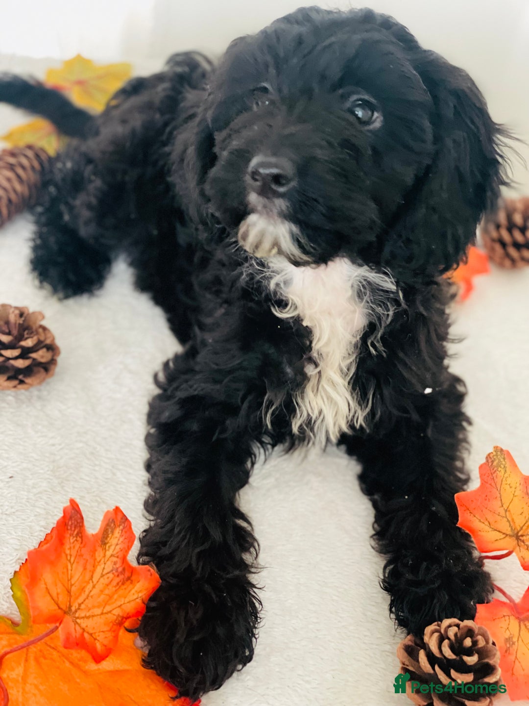 Cockapoo dogs for sale: 🐾 Beautiful Cockapoo Puppy – 1 girl  - Advert 4
