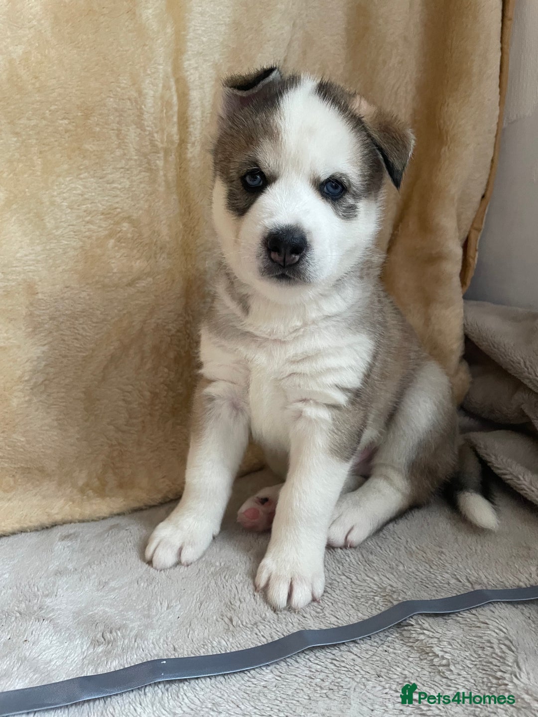 Siberian Husky dogs for sale: Siberian Husky Puppies  - Advert 13