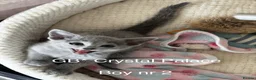 Russian Blue cats for sale: Russian Blue Full Pedigree American Champion Lines - Advert 11