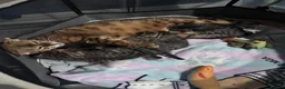 Bengal cats for sale: 5 mixed bengal kittens - Advert 17