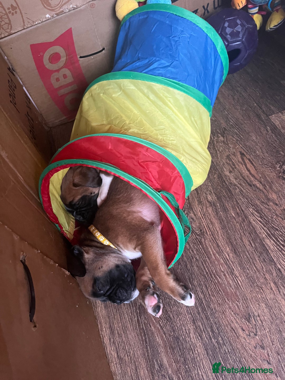 Boxer dogs for sale: Boxer puppies for sale  - Advert 5