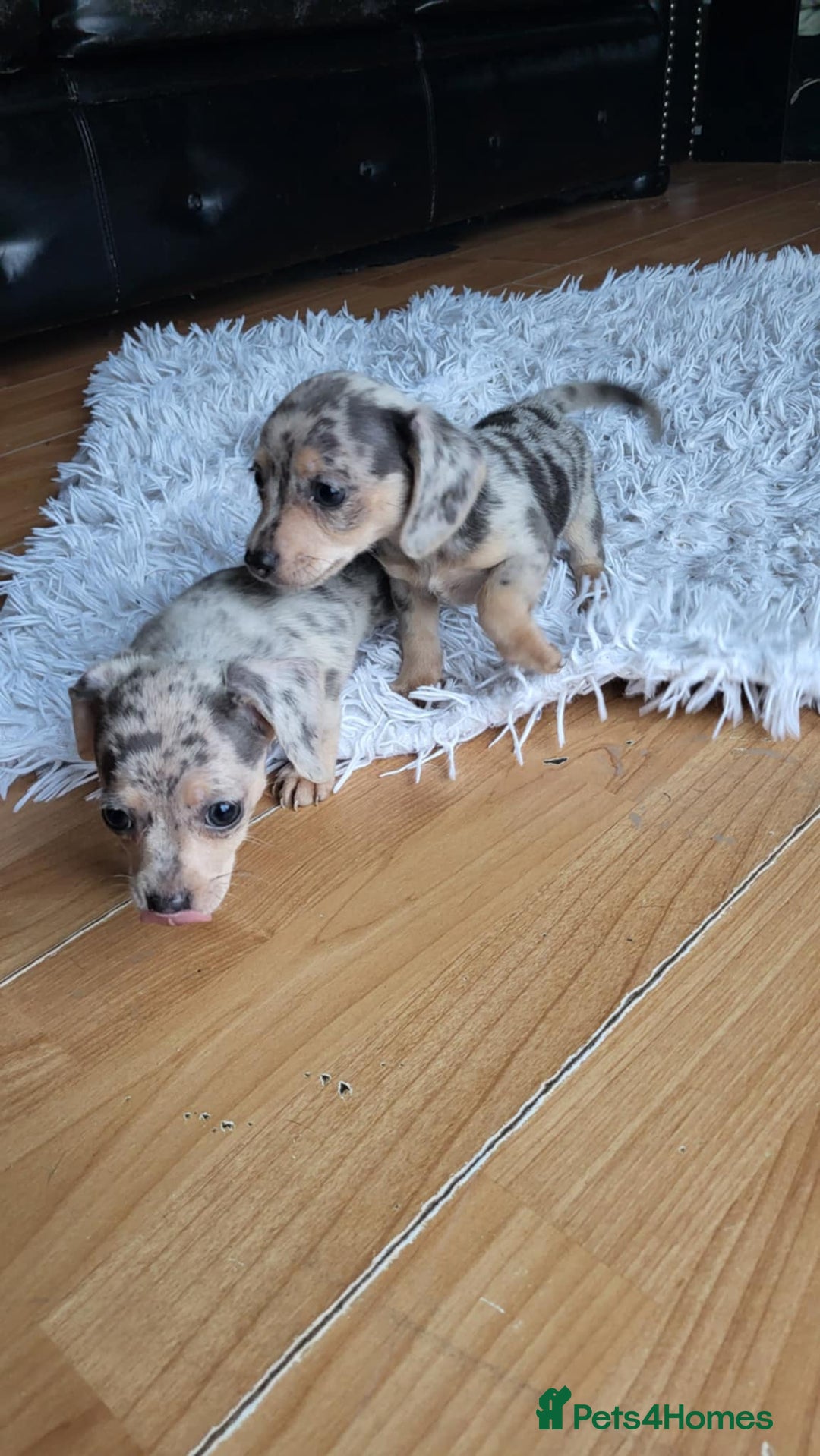 Mixed Breed dogs for sale: Mini dachshunds for sale - Image 12