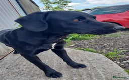 Cockerdor dogs for stud: 🐾 STUD AVAILABLE – Dylan the Cockador 🐾 - Image 11