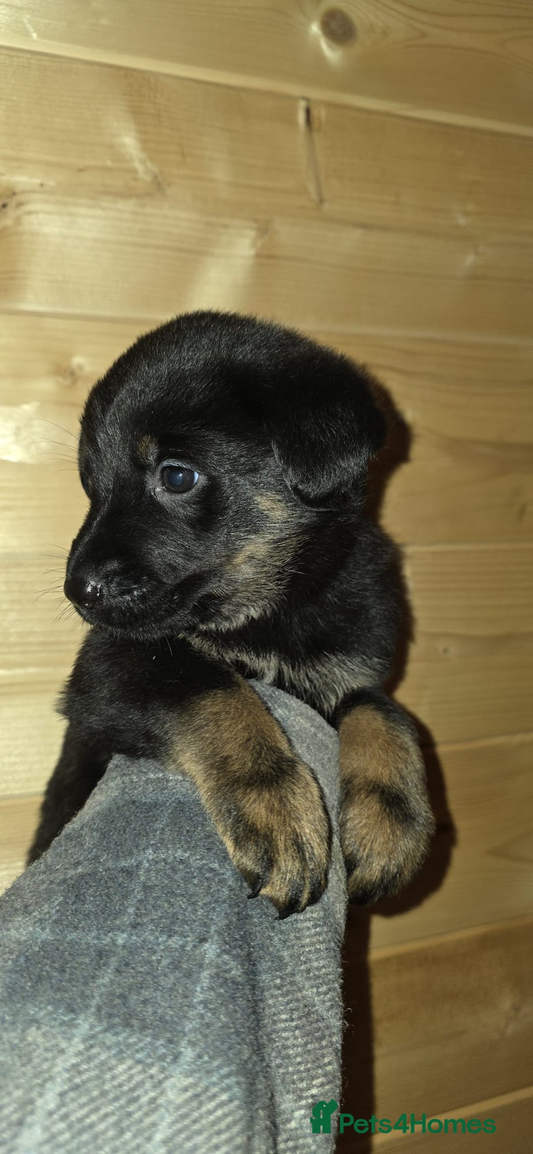 Mixed Breed dogs for sale: Rotti x German shepherd puppies - Advert 6
