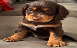 Cocker Spaniel dogs for sale: Cocker spaniel puppies 💙💙🩷🩷🩷 - Image 2