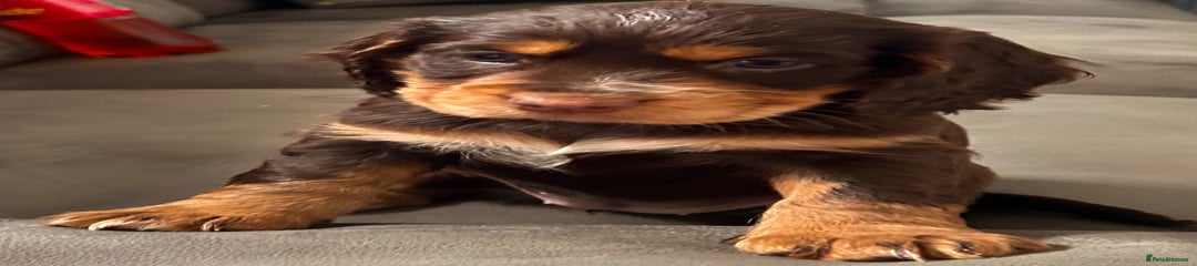 Cocker Spaniel Puppy 4