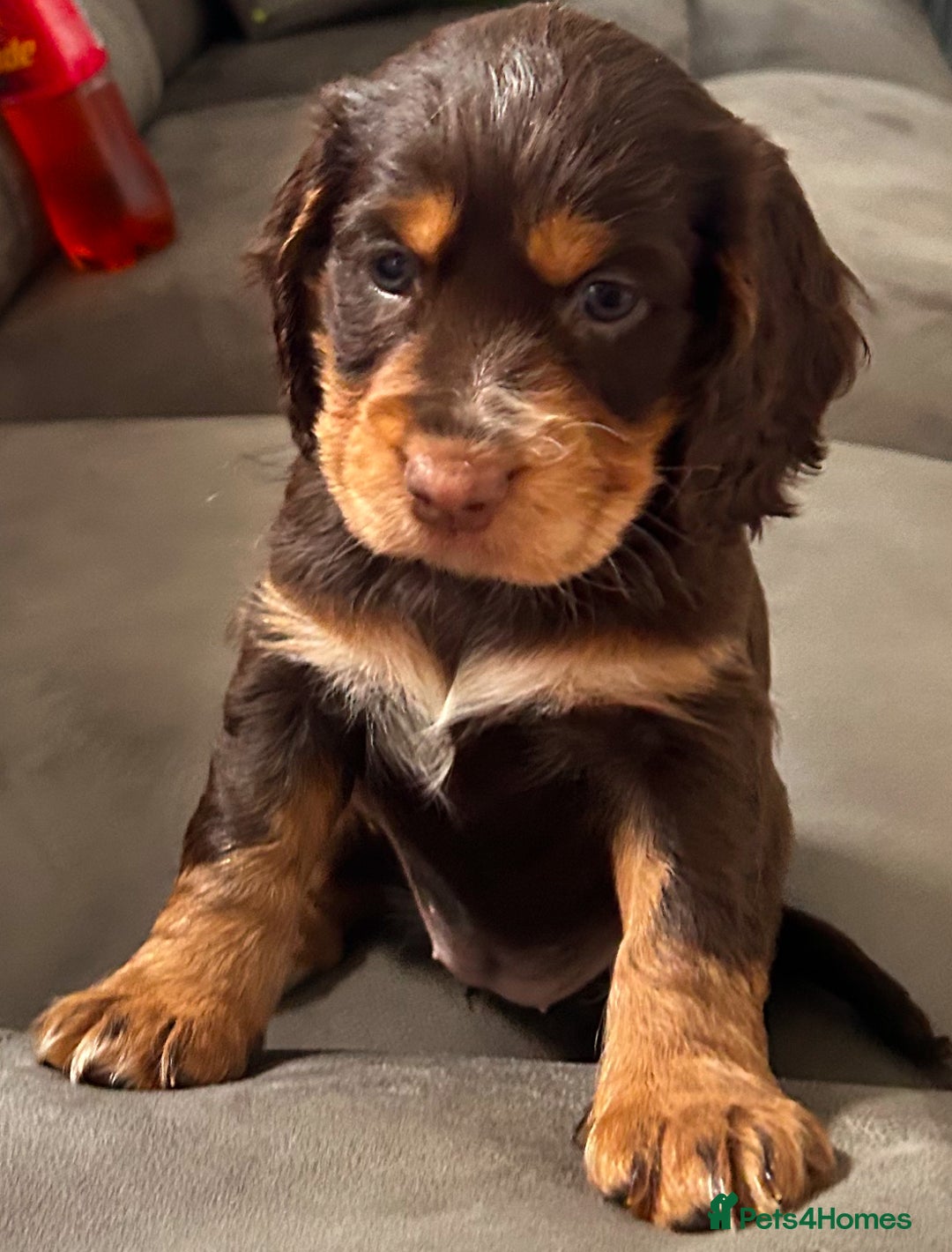 Cocker Spaniel dogs for sale: Cocker spaniel puppies 💙💙🩷🩷🩷 - Image 2