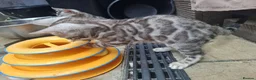 Bengal cats for sale: ❤️ Outstanding TICA Registered Bengal Kittens ❤️ - Advert 31
