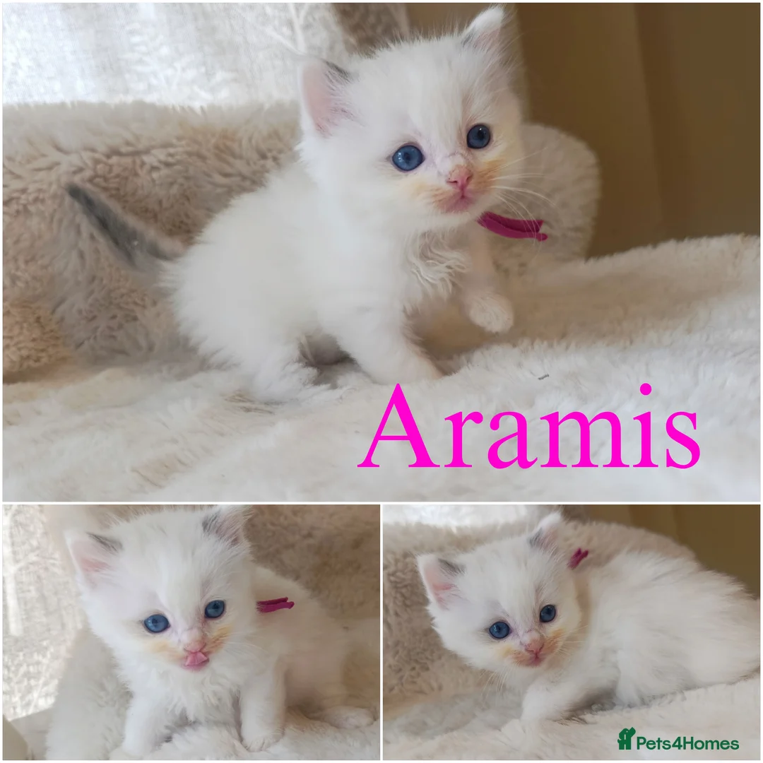 Ragdoll cats for sale: TICA Ragdoll kittens🐱🐱🐱 - Advert 1