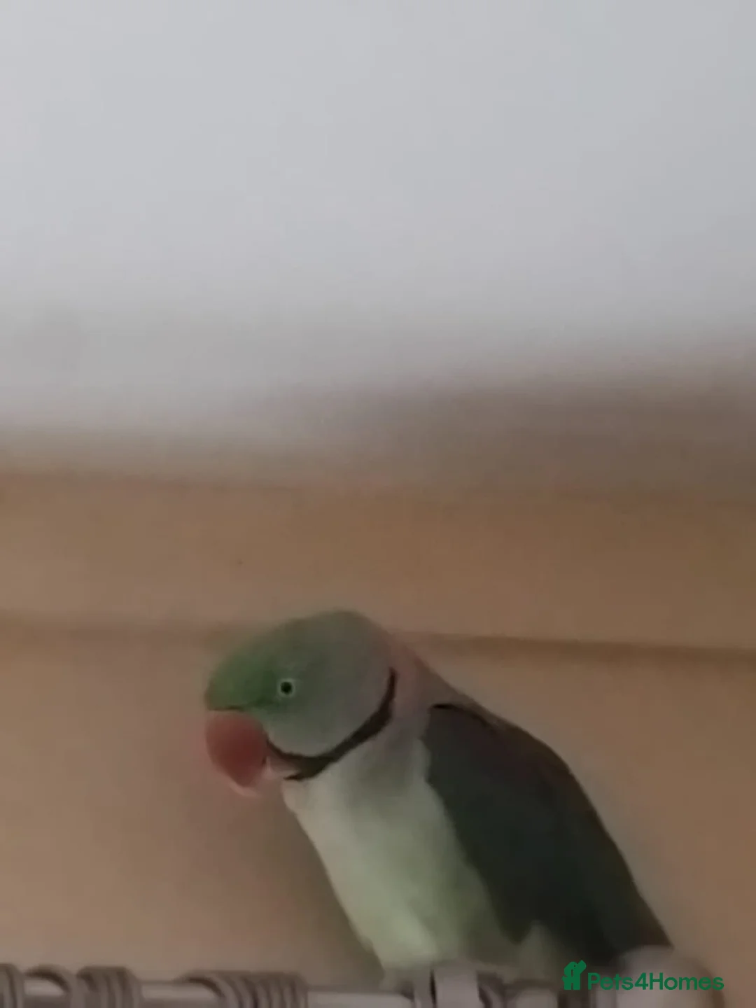 Parrots birds for sale: 2 years, 11 months old male Alexandrine parrot  - Advert 1