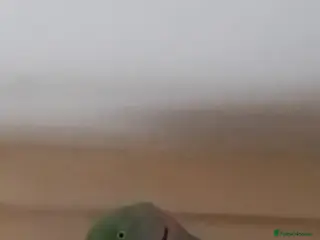 Parrots birds 2 years, 11 months old male Alexandrine parrot - Advert 1