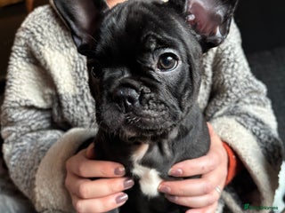 French Bulldog dogs (Price Reduced, 3 left) French Bulldog Puppies - Advert 3