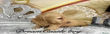 Miniature Dachshund Puppy 1