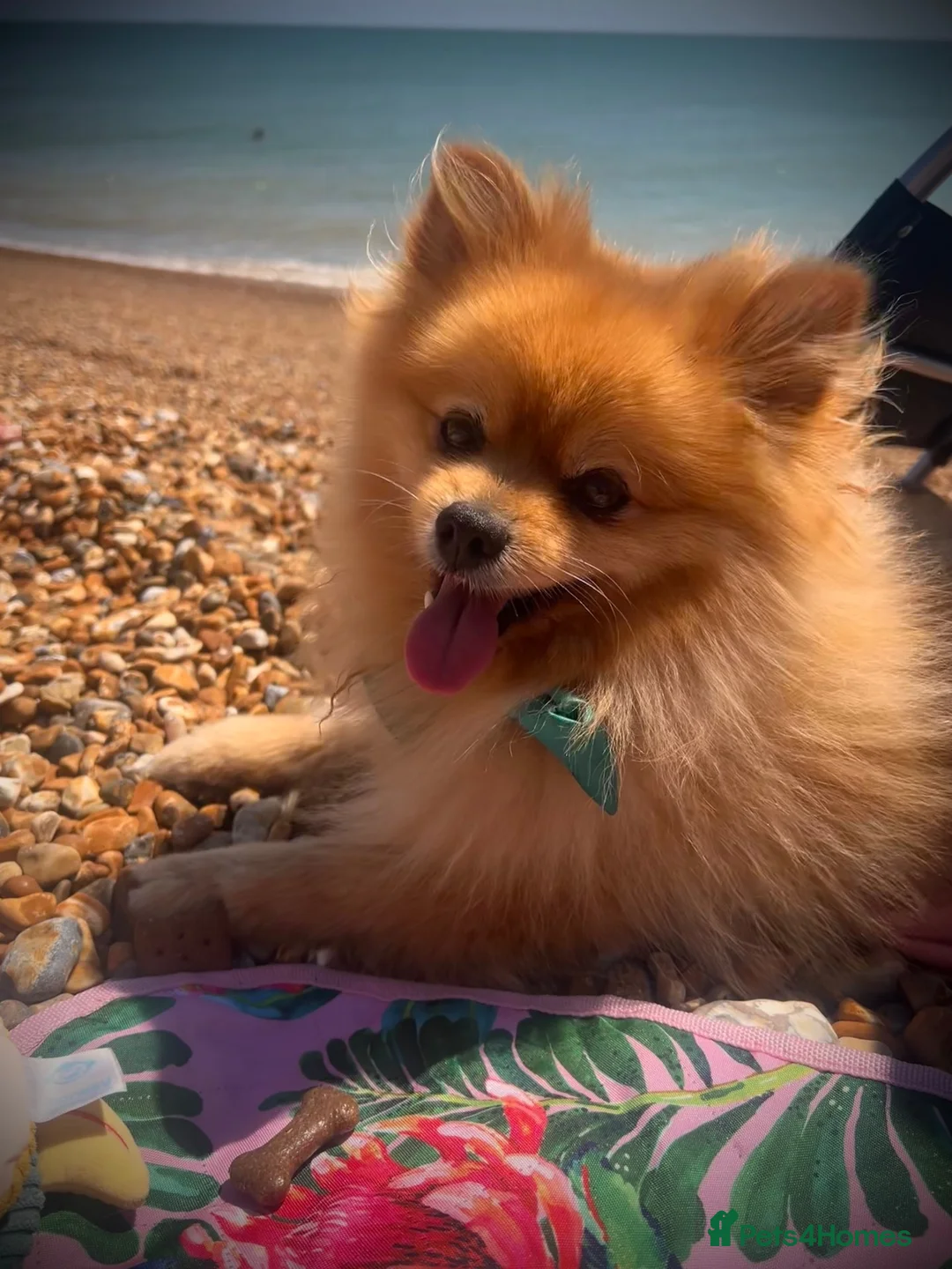 Pomeranian dogs for stud: 🌟 Introducing stunning Kenzo for stud 🌟  - Advert 2