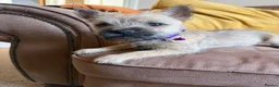 Cairn Terrier dogs for sale: Sweetest Little KC Reg Cairn Terrier Puppies.  - Advert 9