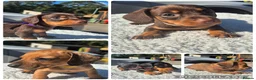 Miniature Dachshund dogs for stud: GLYNFELIN JACK MASTER FUNK miniature dachshund - Advert 15