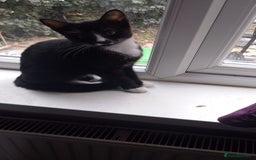 Mixed Breed cats for sale: Kittens  - Image 4