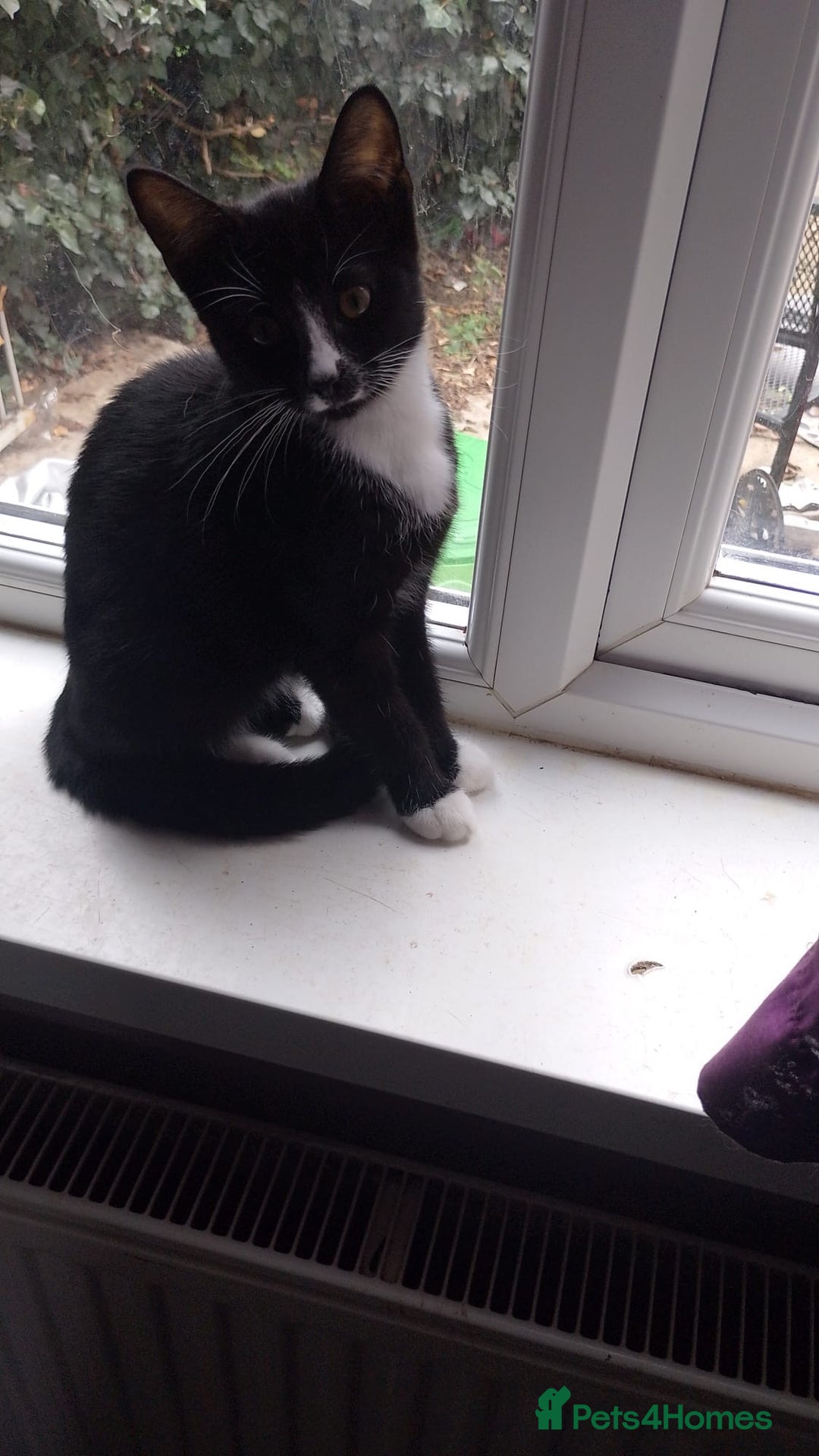 Mixed Breed cats for sale: Kittens  - Image 4