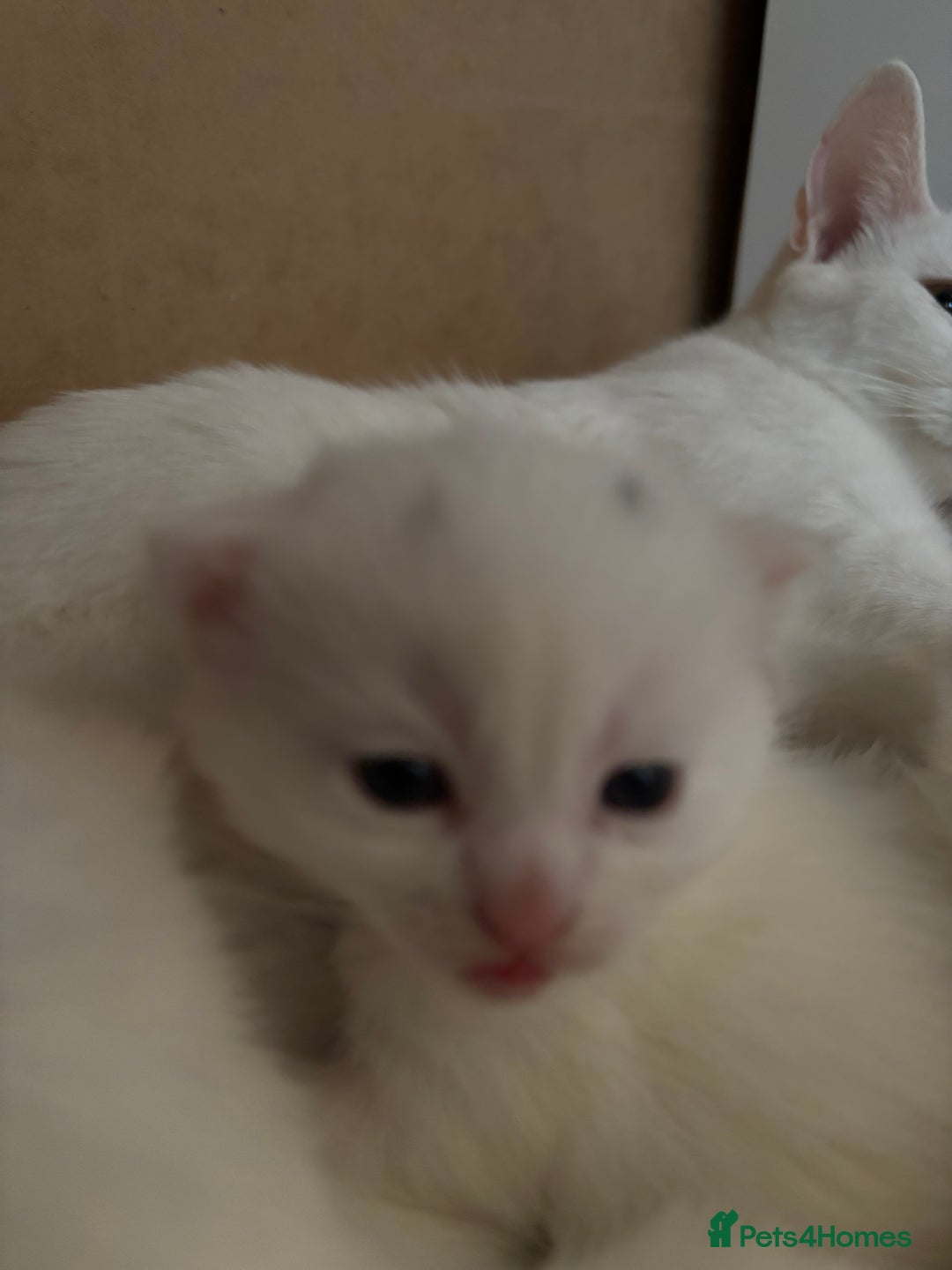 Khao Manee cats for sale: Cut fluffy kittens  - Advert 8