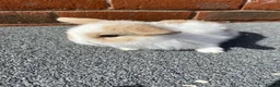 Mini Lop rabbits for sale: STUNNING PURE BREED MINI LOPS  - Advert 9