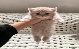 British Shorthair cats for sale: 🤍 TICA pedigree tabby British shorthairs golden - Image 2