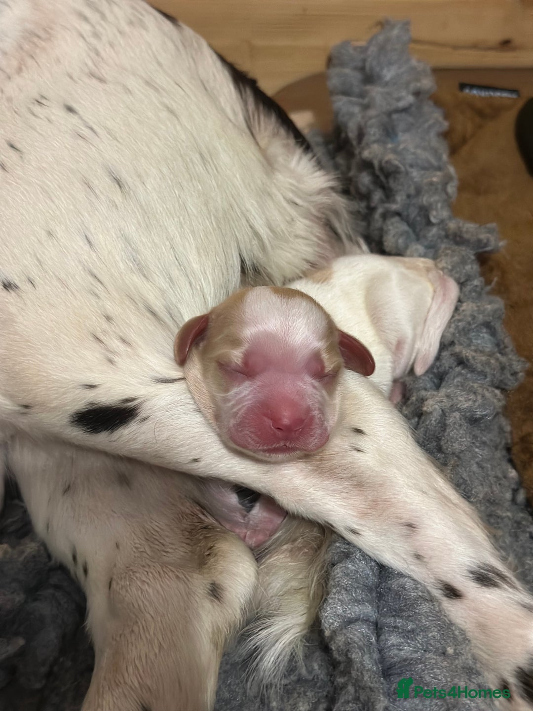 Sprocker dogs for sale: Sprocker puppies  - Image 15