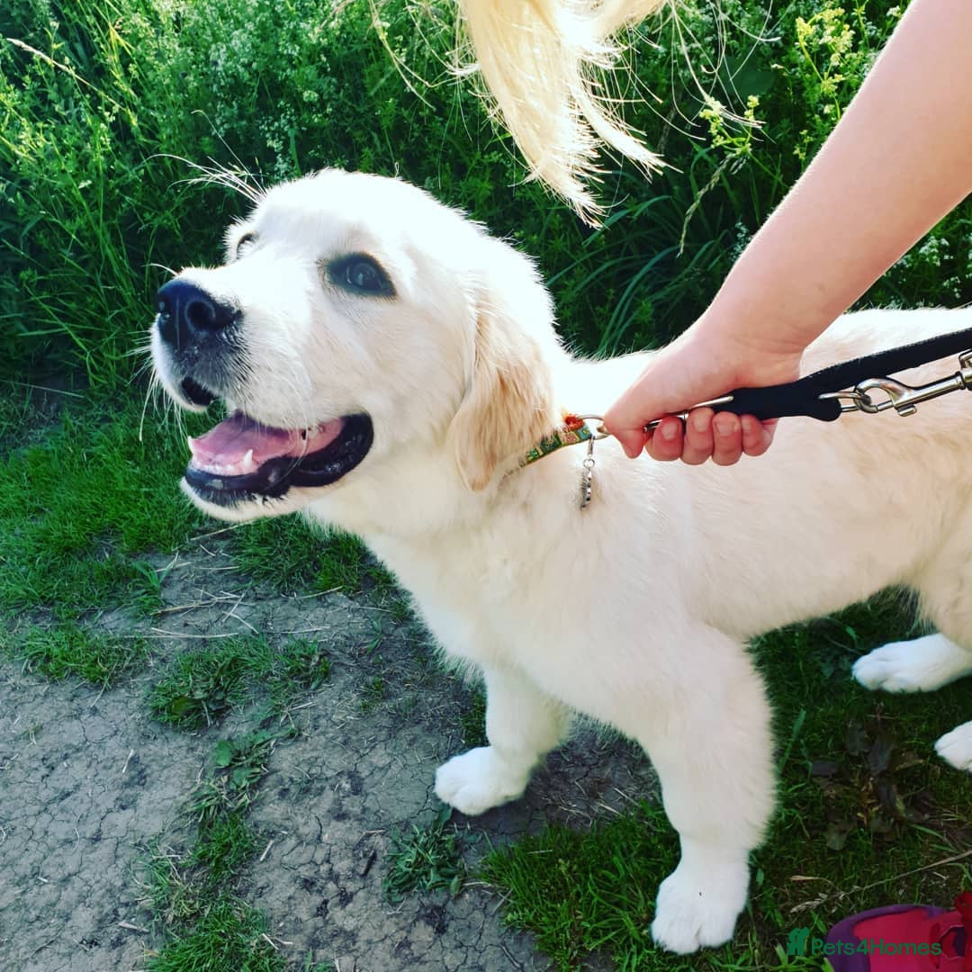 Golden Retriever dogs for sale: Retriever Puppy Looking for Her Forever Home - Image 7