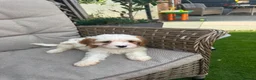 Cavapoo dogs for sale: Beautiful Cavapoo Puppies 2 Boys 1 Girl Available  - Advert 7