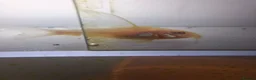 Corys fish for sale: Longfin Albino Corydoras  - Advert 2