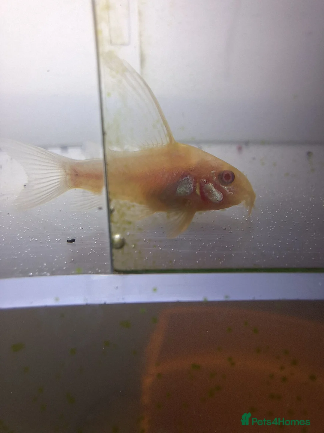 Corys fish for sale: Longfin Albino Corydoras  - Advert 2