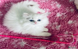 Persian cats for sale: Pure White Persian Girls BLUE EYES & full hearing - Image 32