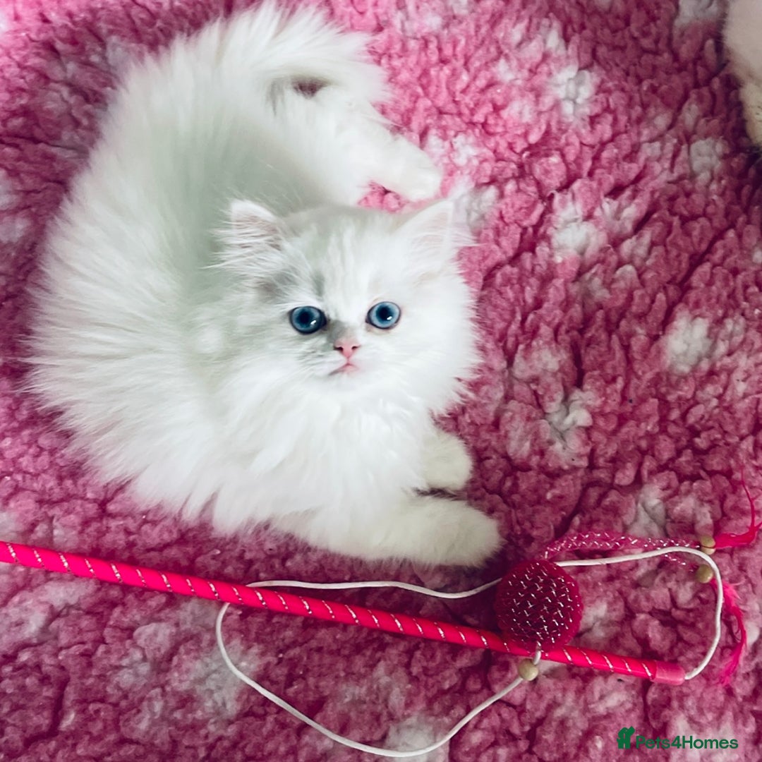 Persian cats for sale: Pure White Persian Girls BLUE EYES & full hearing - Image 32