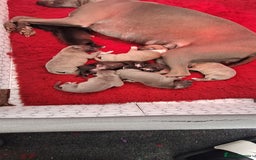 Whippet dogs for sale: 3/4 Whippet 1/4 Italian greyhound  - Image 6