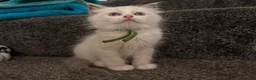 Ragdoll cats for sale: 🐾💙 GORGEOUS RAGDOLL KITTENS  - Advert 13