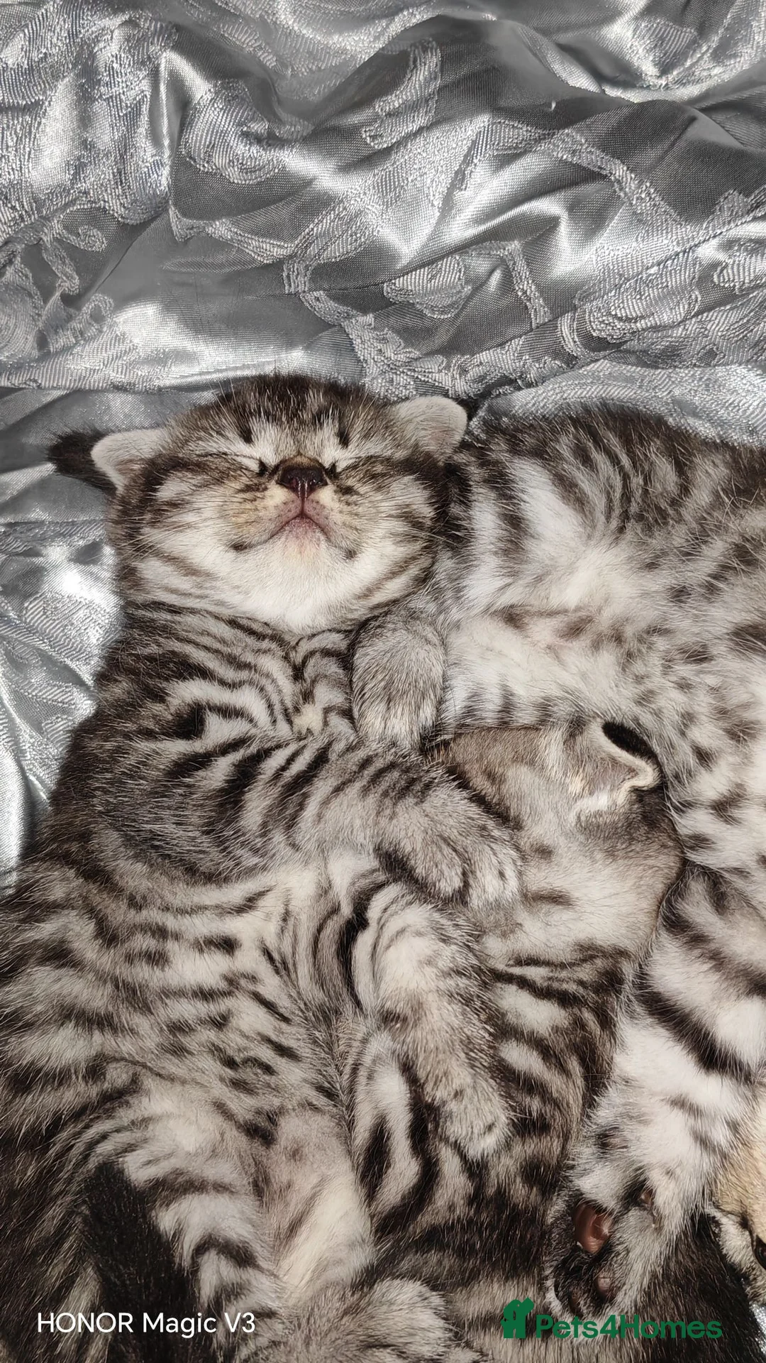 Scottish Fold cats for sale: Scottish Fold ×  Shorthair Silver Tabby Mix Kitten - Advert 2