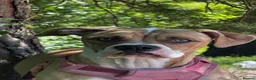 American Bulldog dogs for sale: Beautiful 8 month old girl  in Glasgow - Advert 1