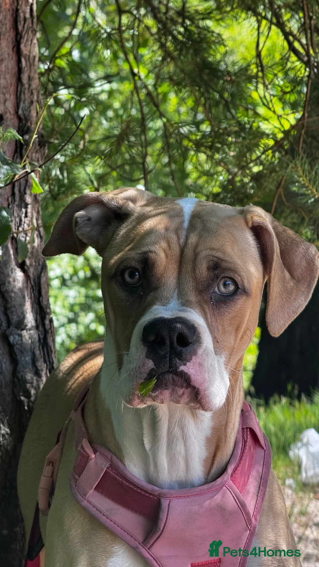 American Bulldog dogs for sale: Beautiful 8 month old girl  in Glasgow - Advert 1