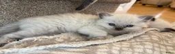 Ragdoll cats for sale: Beautiful Ragdoll kittens! in Fareham - Advert 39