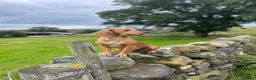 Cocker Spaniel dogs for sale: Beautiful KC Registered Cocker Spaniel Puppies  - Advert 18